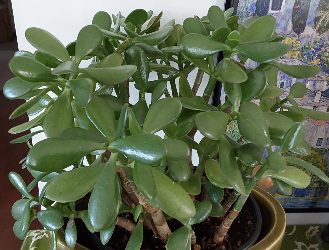 Jade Plant from Golden Acre image indicator(2)
