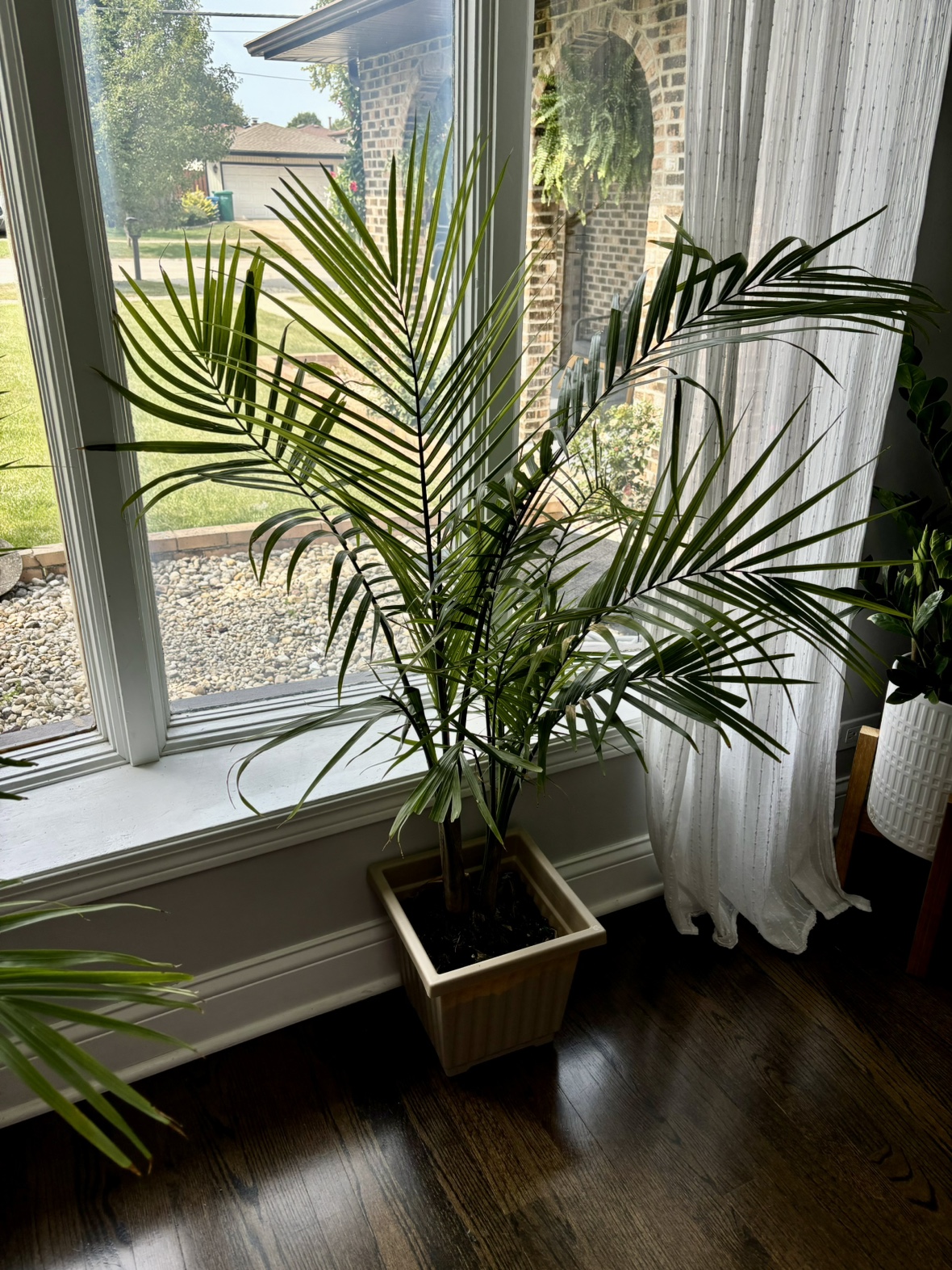 2 indoor Palm Tree Plant - photo 5