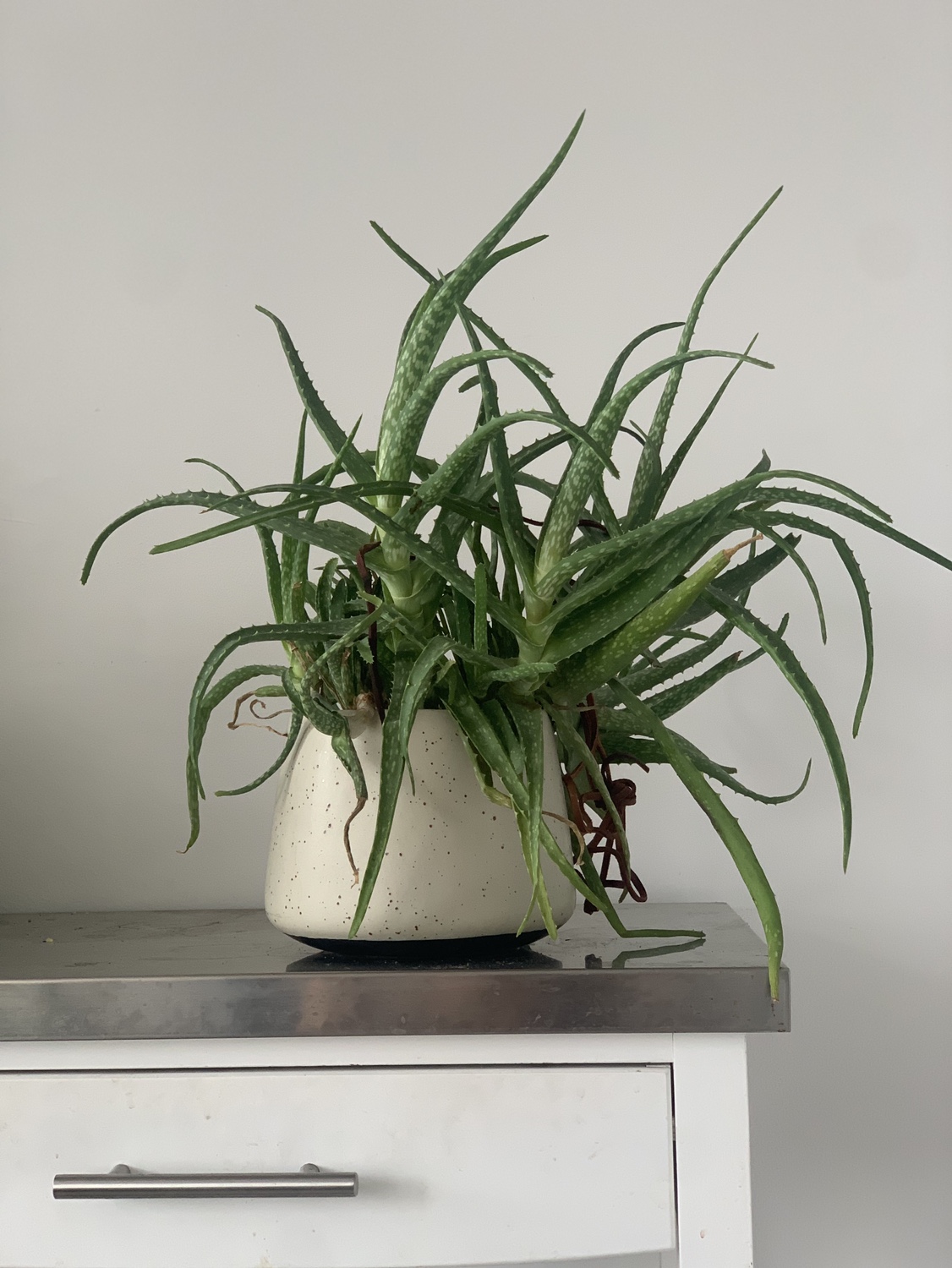 Aloe Vera Plant