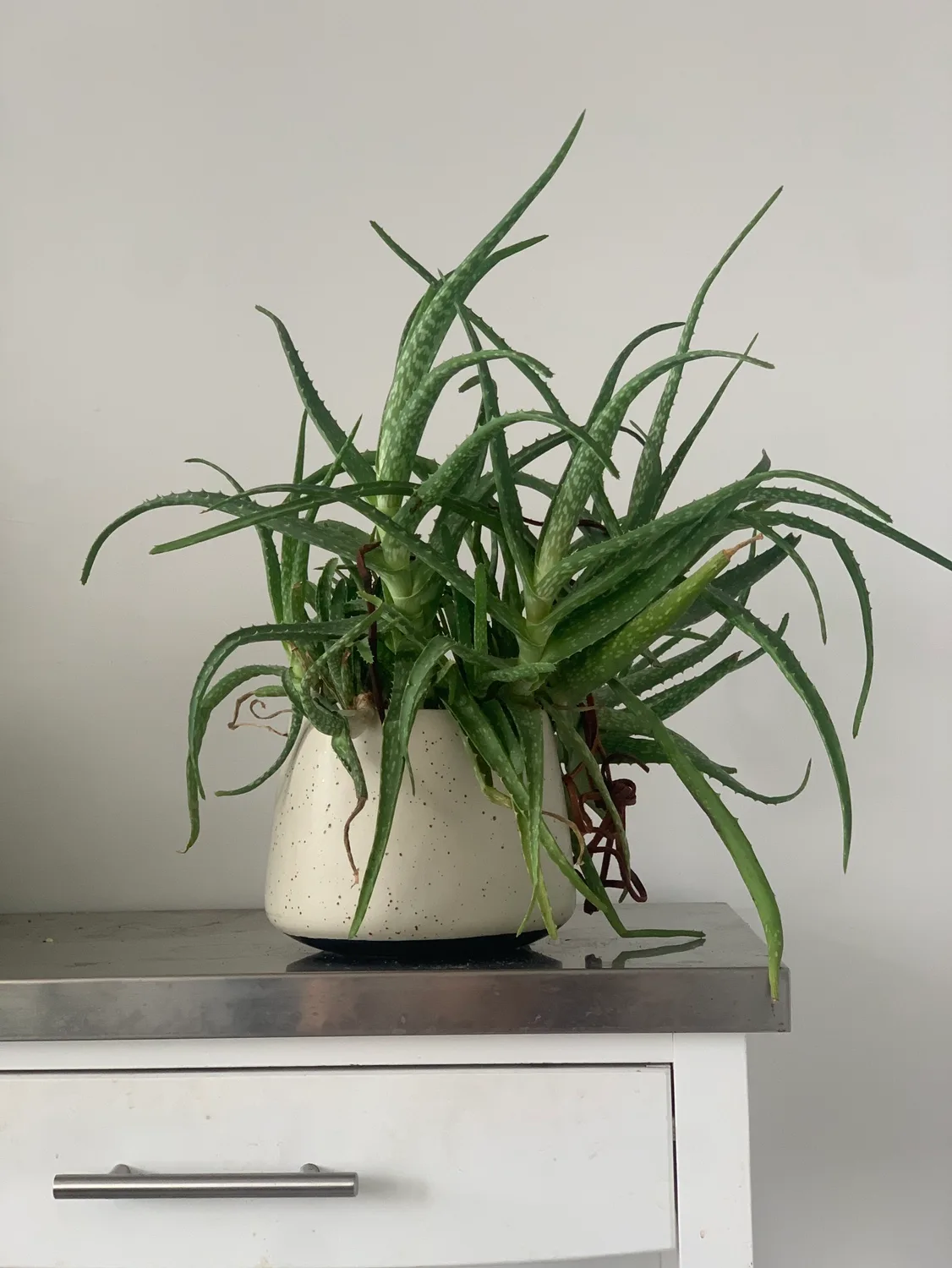 Aloe Vera Plant thumbnail