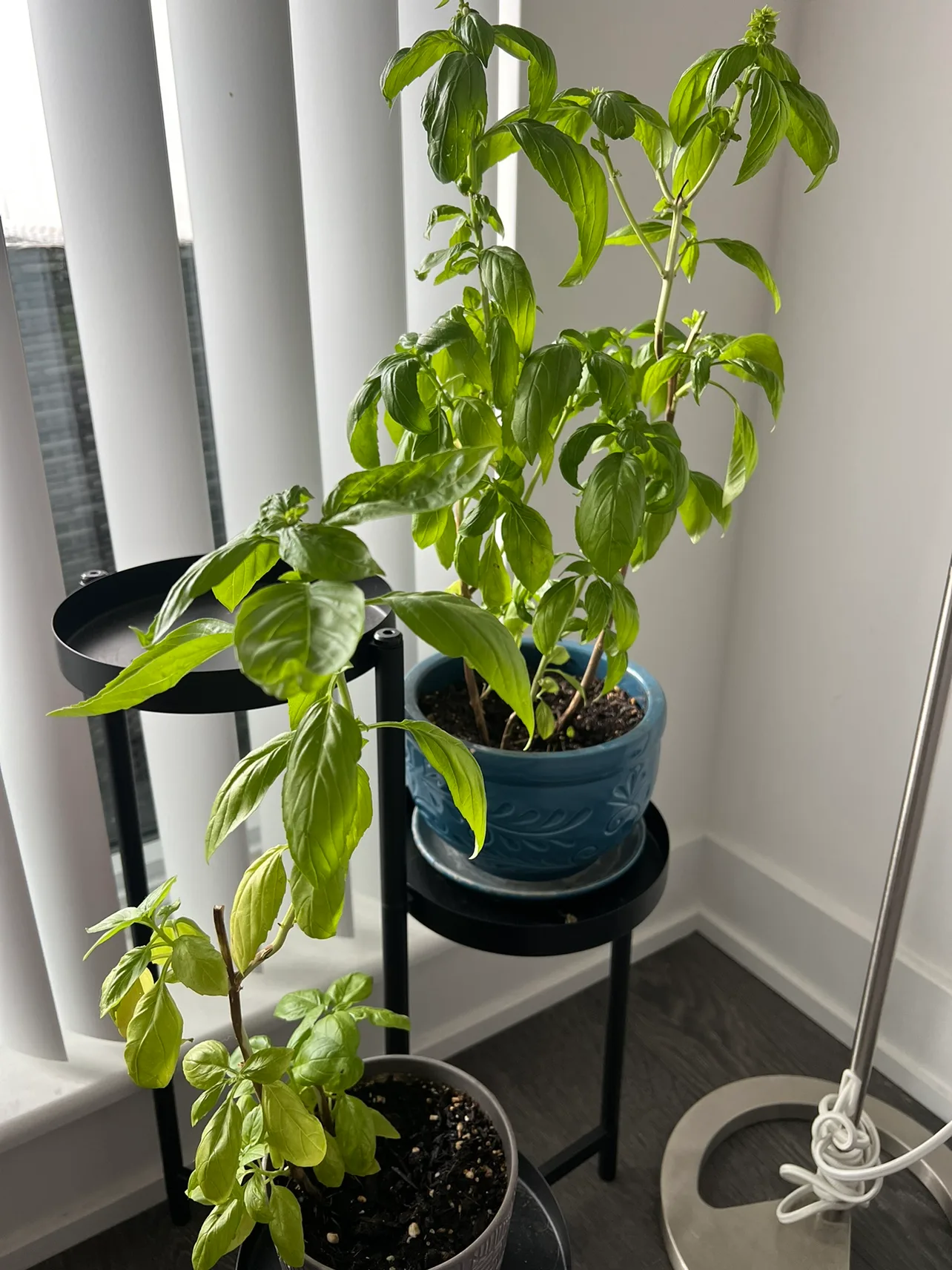 Free basil plants & pots thumbnail