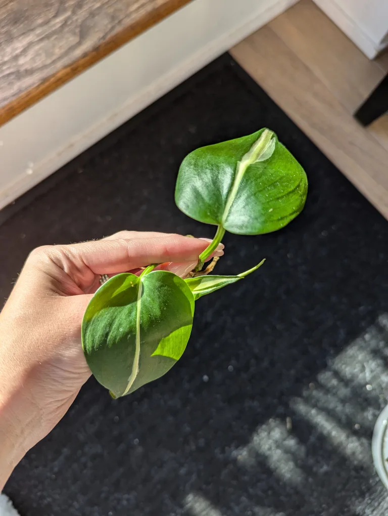 Rooted Philodendron Silver Stripe Cutting thumbnail