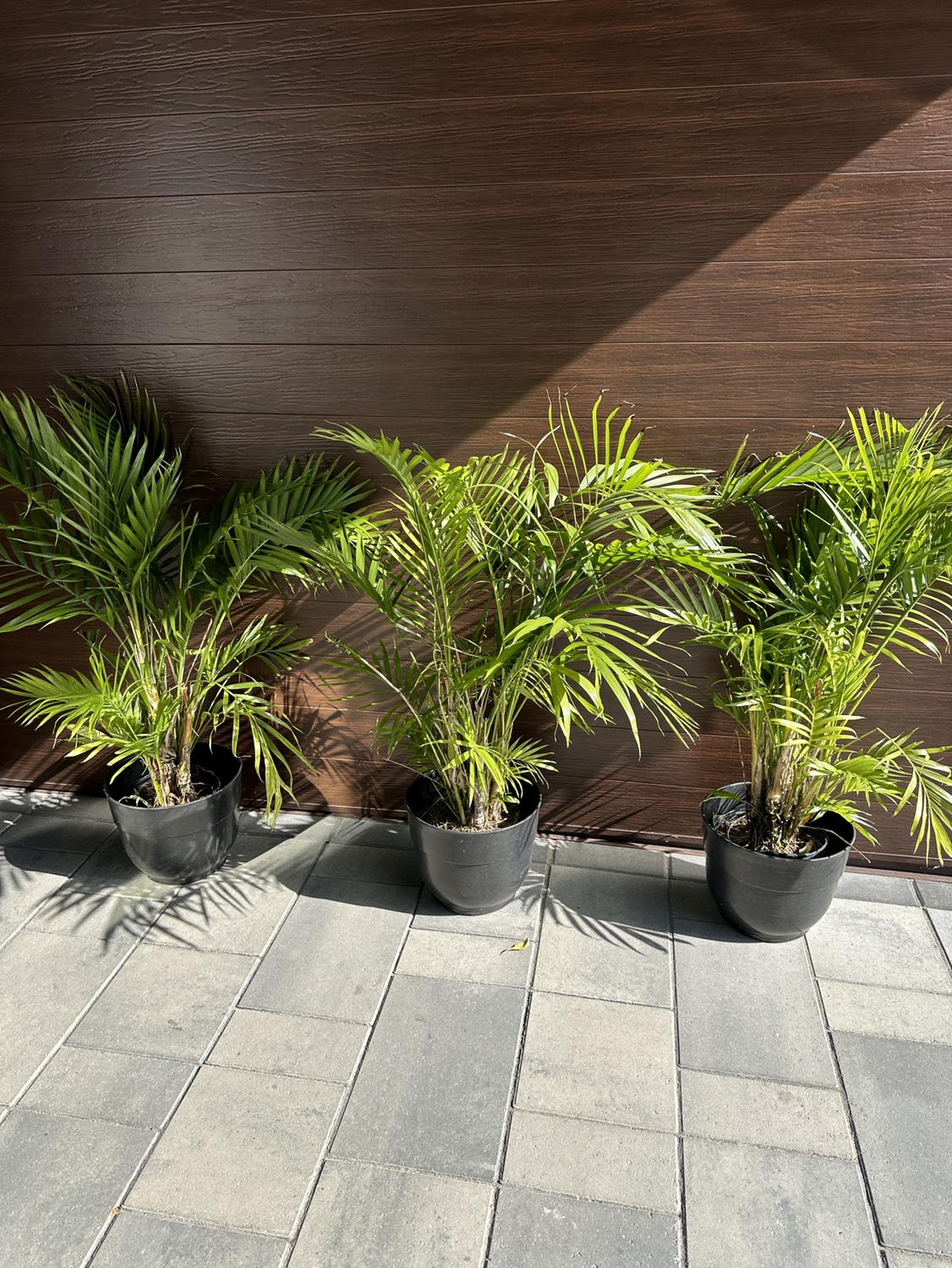 Palm trees.  $15 each - photo 4