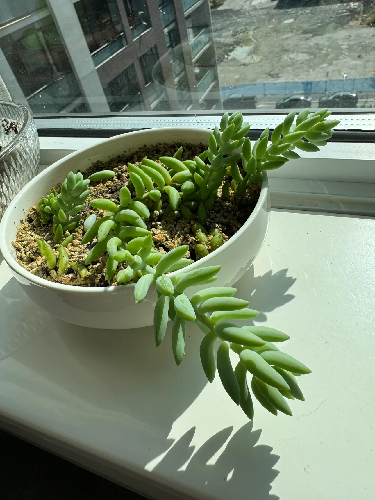 Donkey Tail Succulent Plant thumbnail