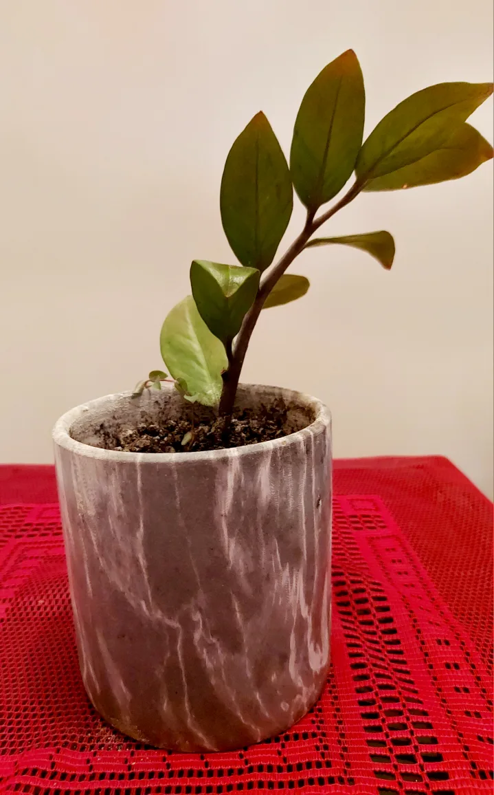 Green Plant with Marble Planter image indicator(4)