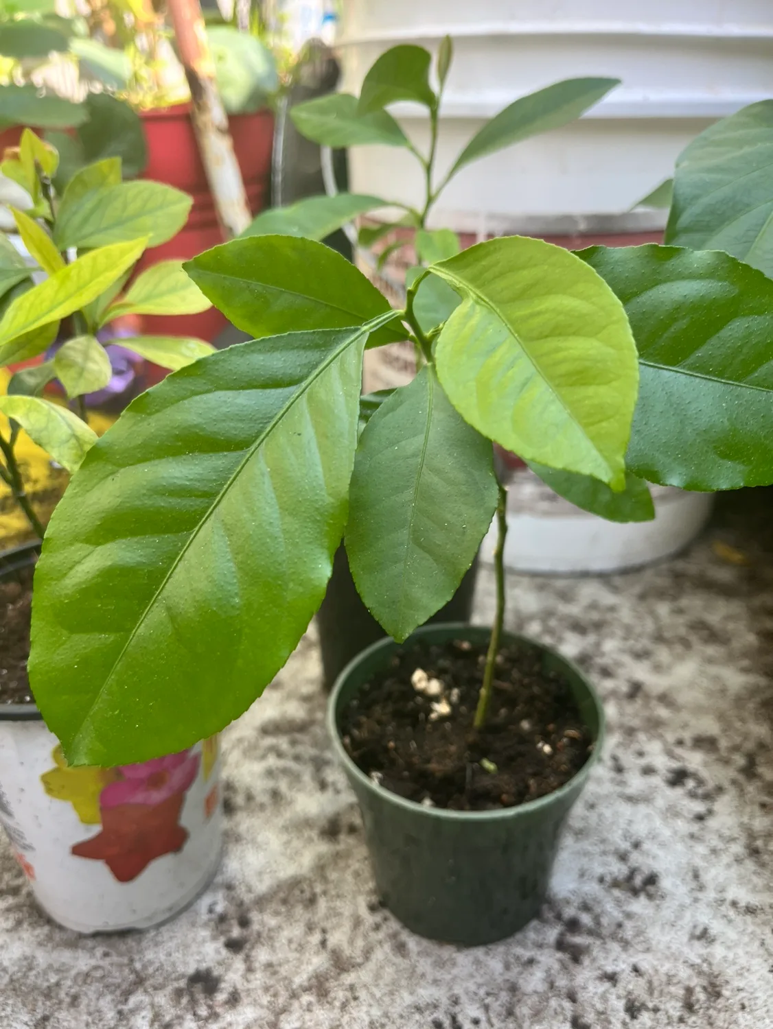 Lemon Tree Sapling image indicator(2)