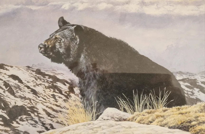 Limited Edition Black Bear Print image indicator(2)