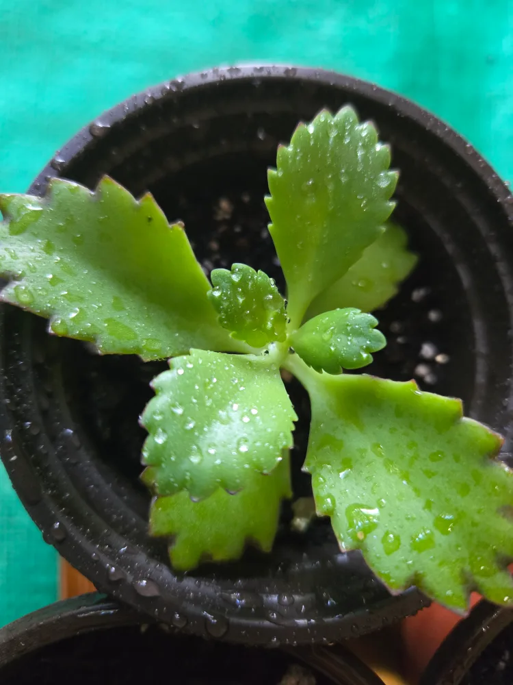 Assorted indoor plant babies image indicator(10)