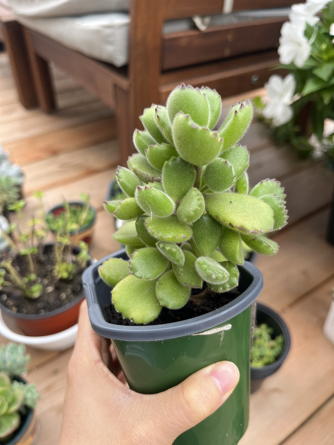 4” Bear Paw Succulent