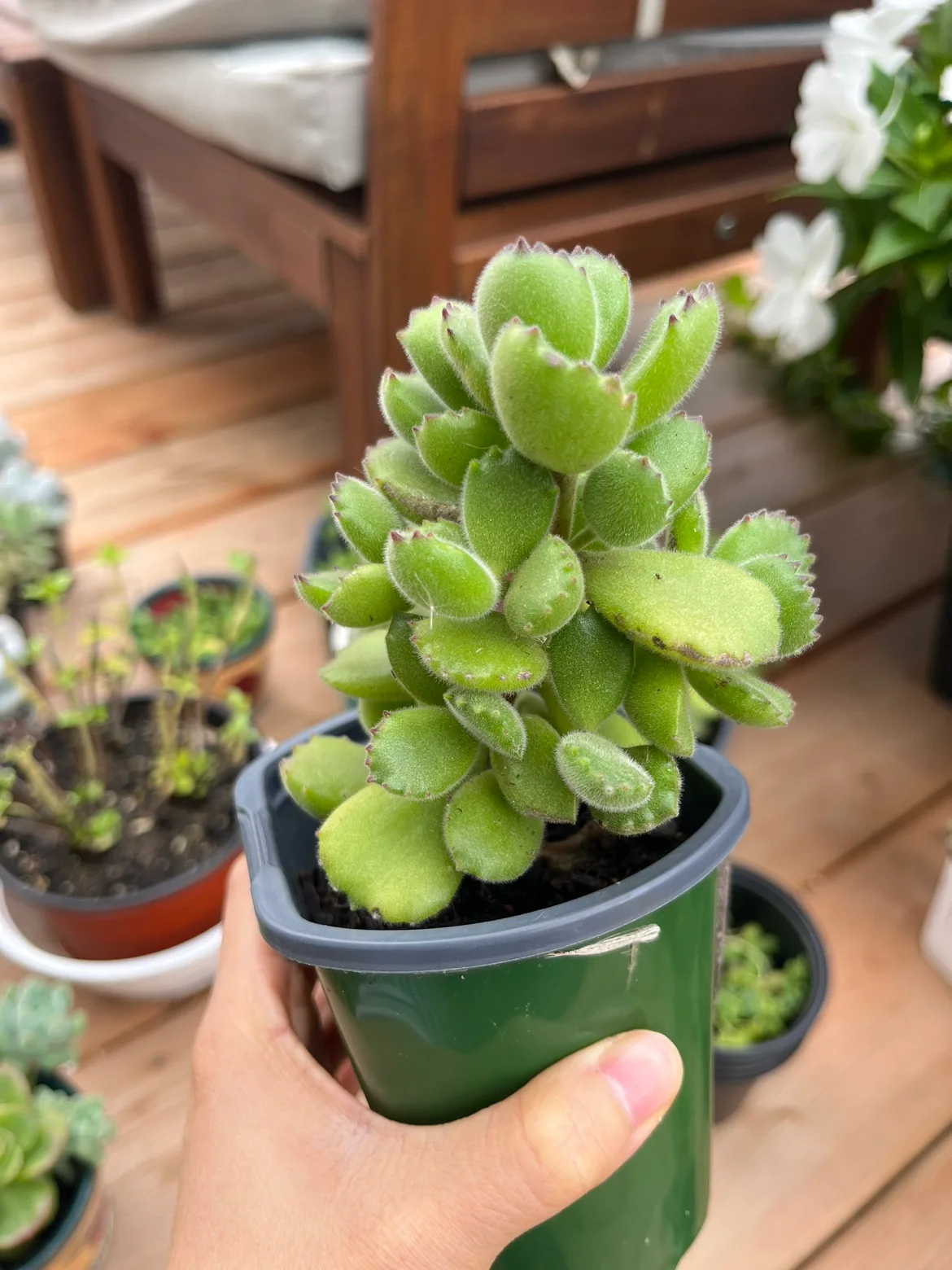 4” Bear Paw Succulent thumbnail
