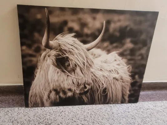 Large Highland Cow Canvas Wall Art image indicator(2)
