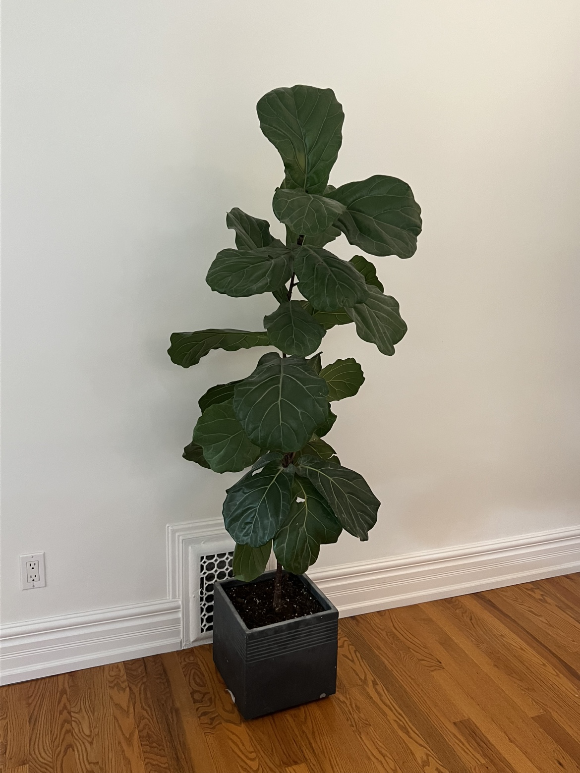 Fiddle Leaf Fig Plant