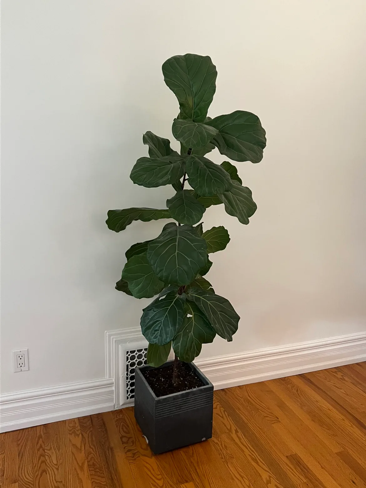 Fiddle Leaf Fig Plant thumbnail