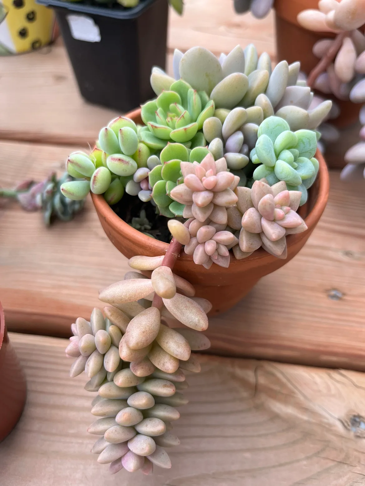 Mixed succulent pot (B) ⚽️ thumbnail