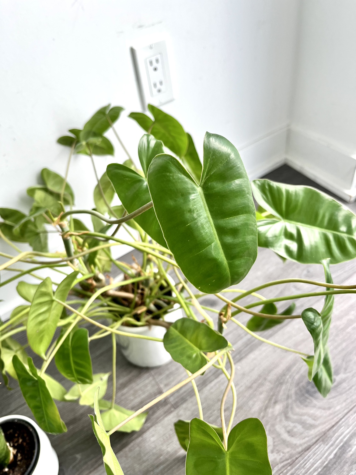 3 Potted House Plants - Money Tree, Philodendron & Snake Plant - photo 3