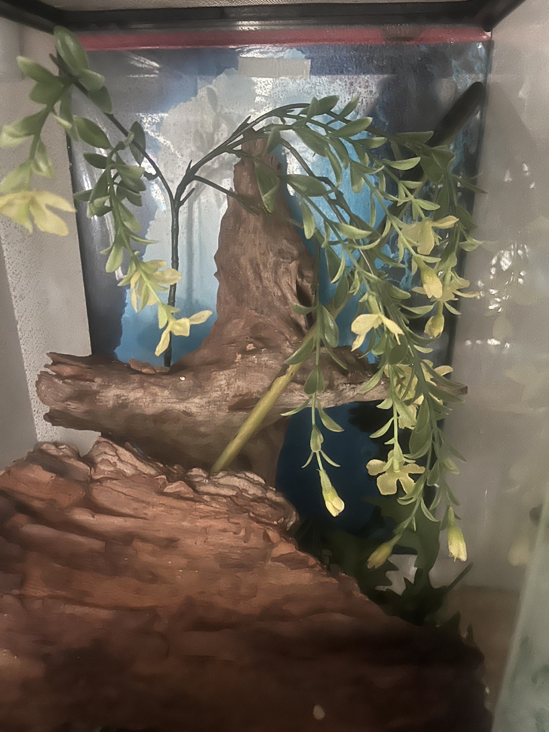 Small reptile enclosure