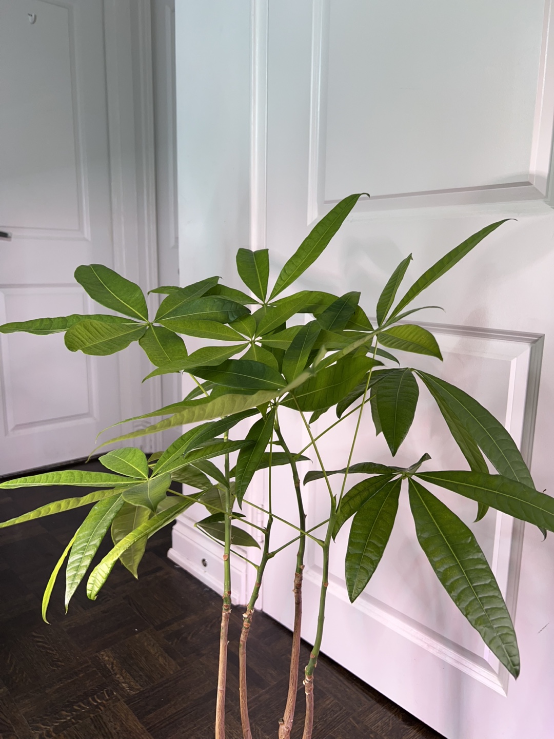Money Tree Plant - Pachira - photo 2