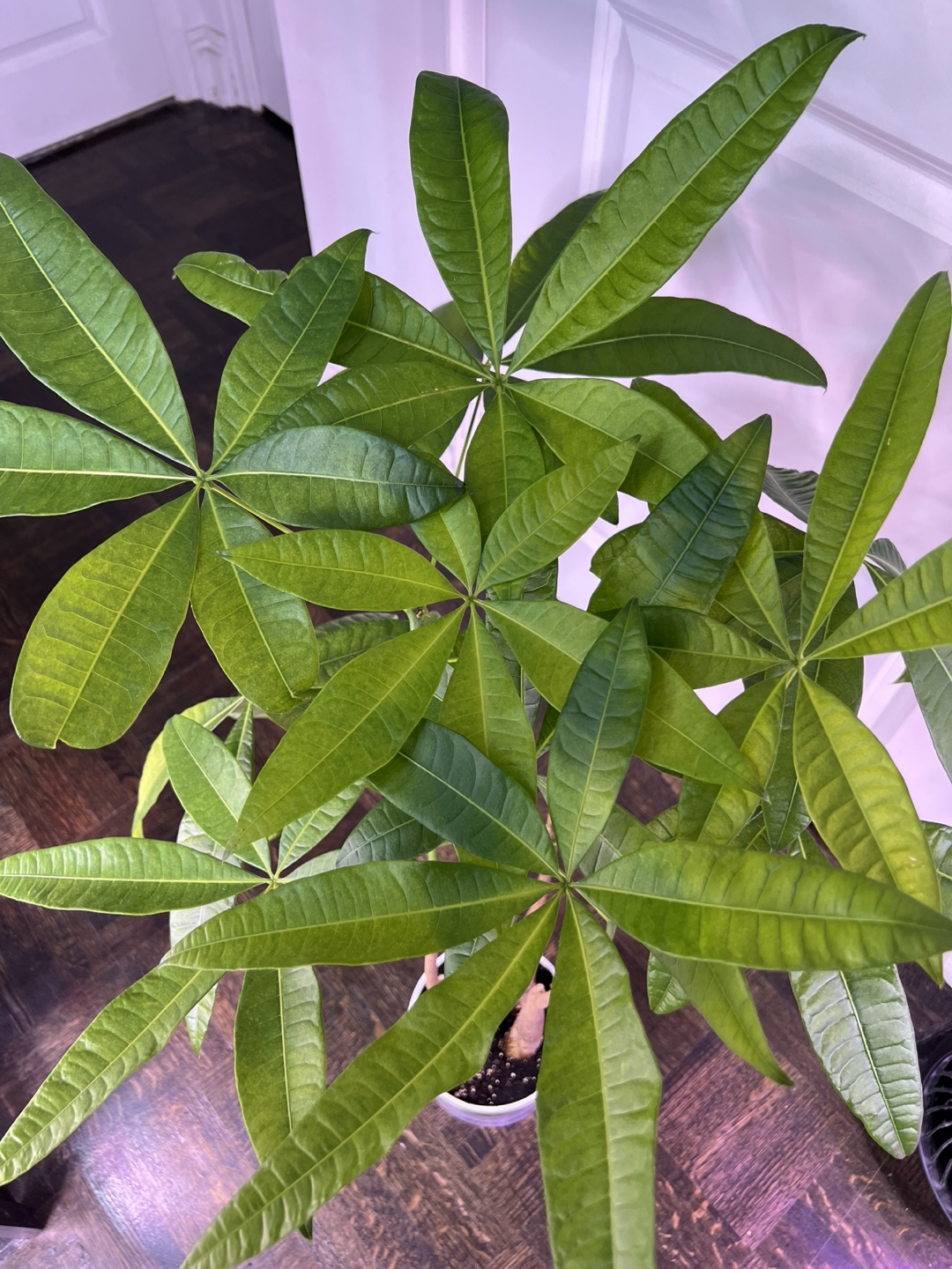 Money Tree Plant - Pachira - photo 4