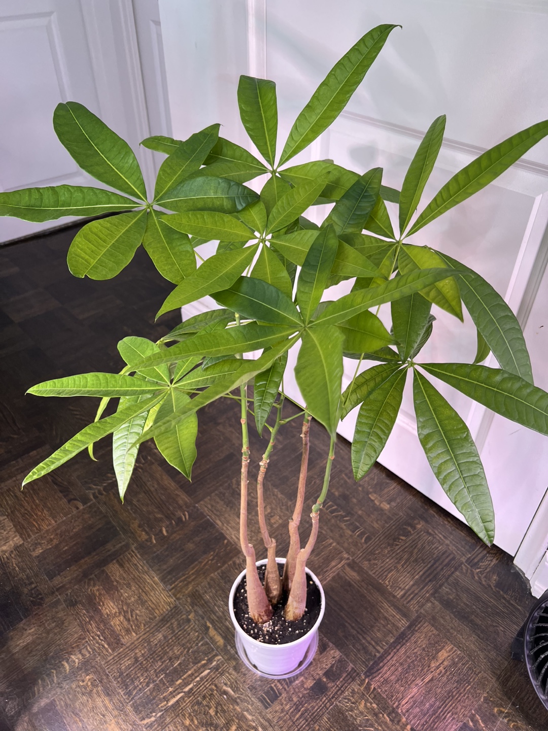 Money Tree Plant - Pachira