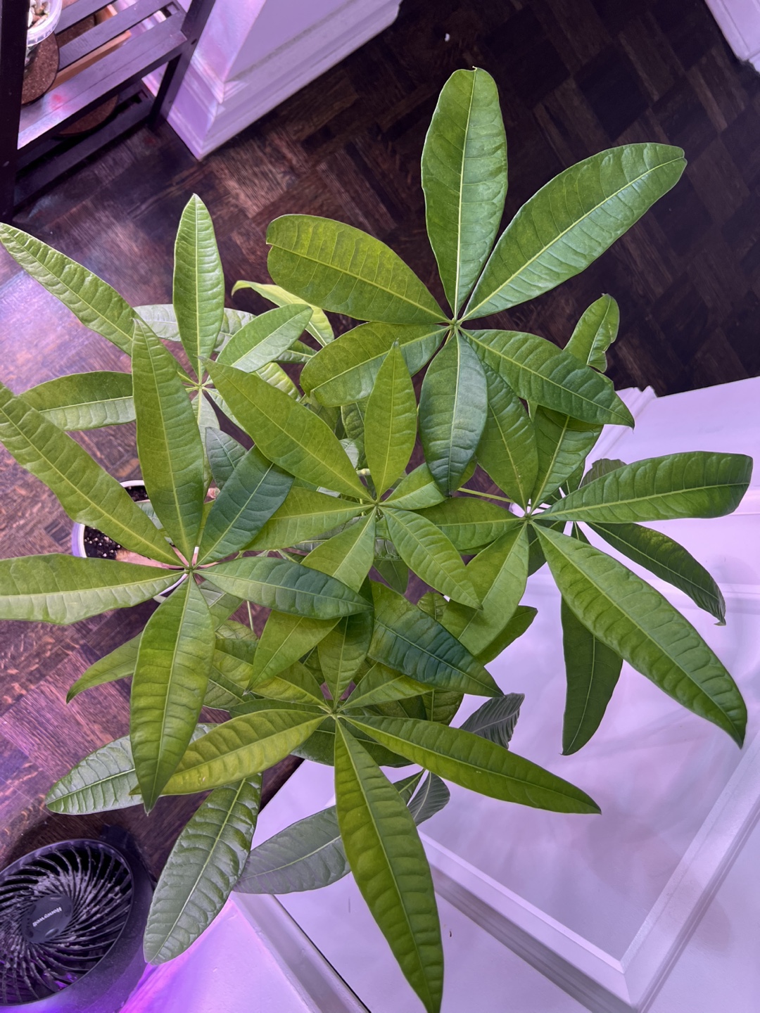 Money Tree Plant - Pachira - photo 3
