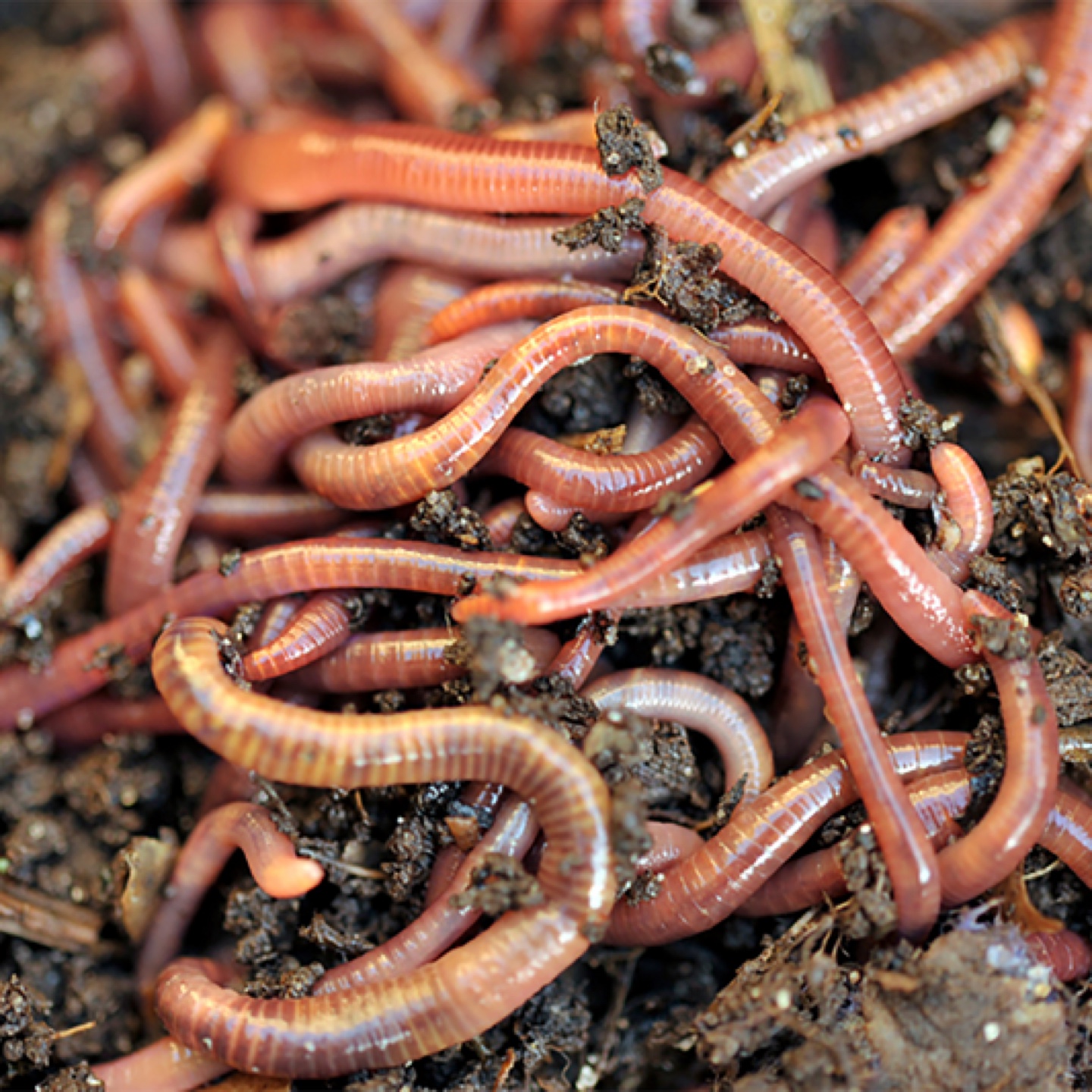 Worms