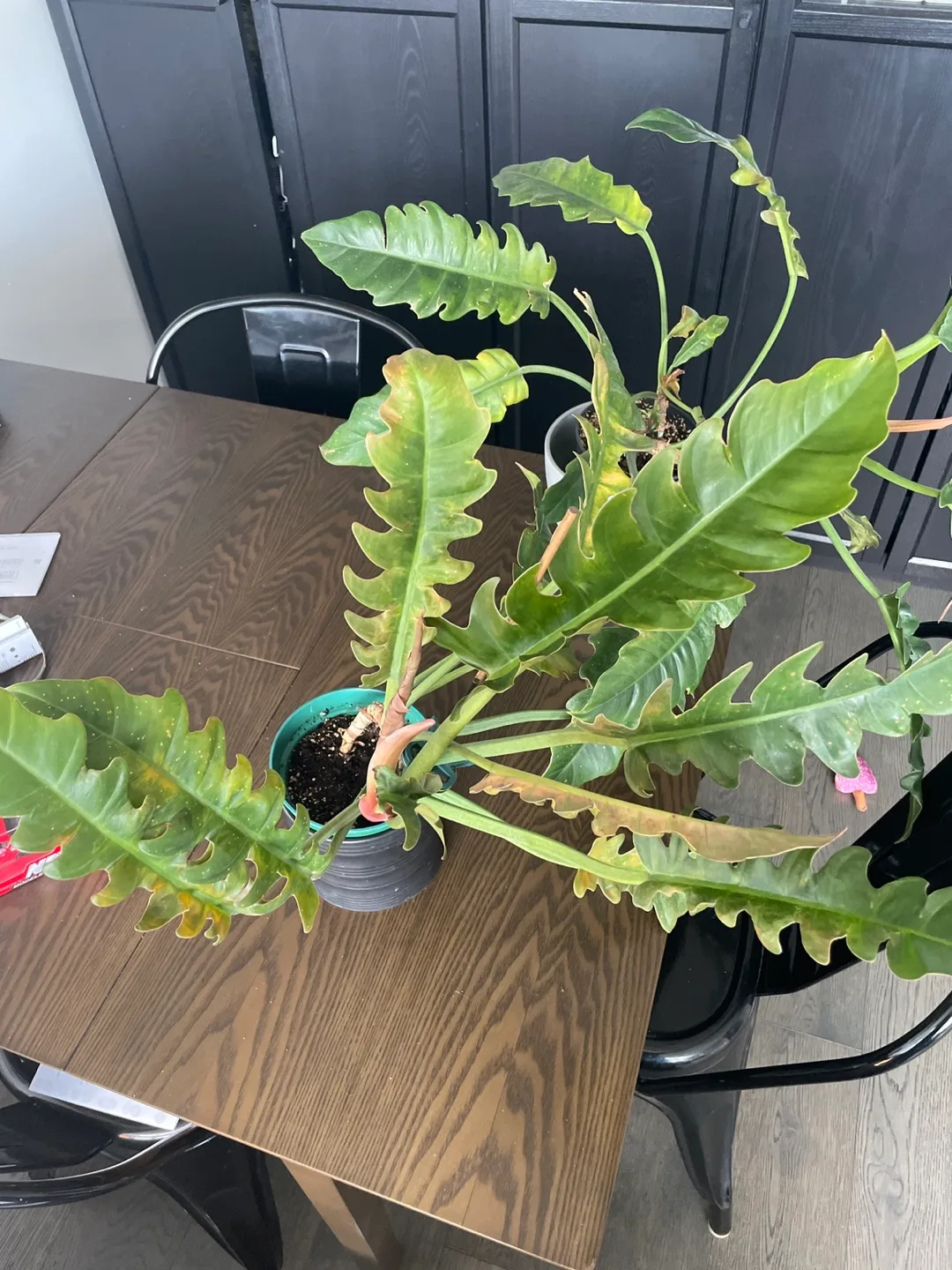 Free: 3 leggy Philodendrons and a syngonium image indicator(2)