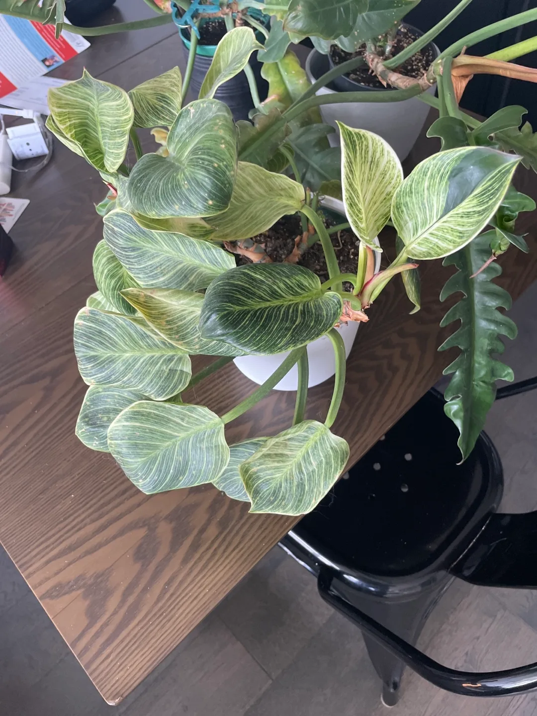 Free: 3 leggy Philodendrons and a syngonium image indicator(3)