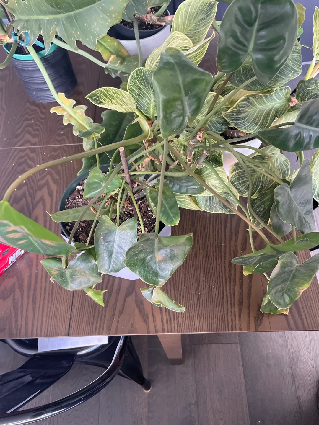 Free: 3 leggy Philodendrons and a syngonium image indicator(4)