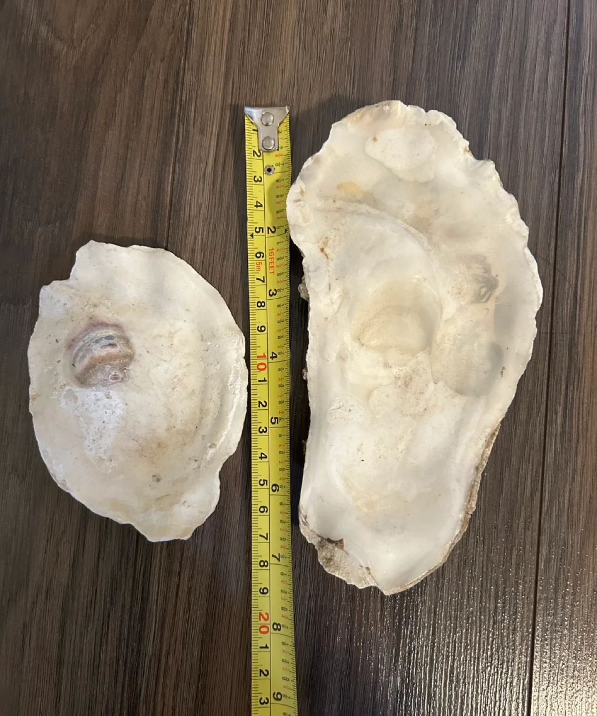 #freecycle Large Oyster Shell Set thumbnail