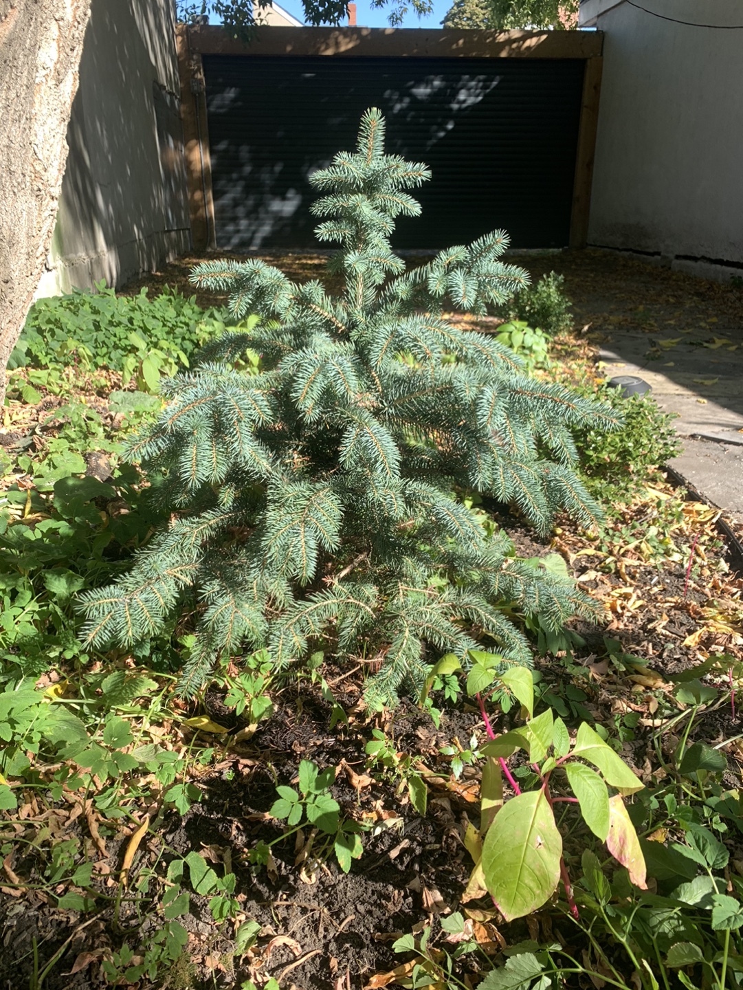 Small Blue Spruce Tree