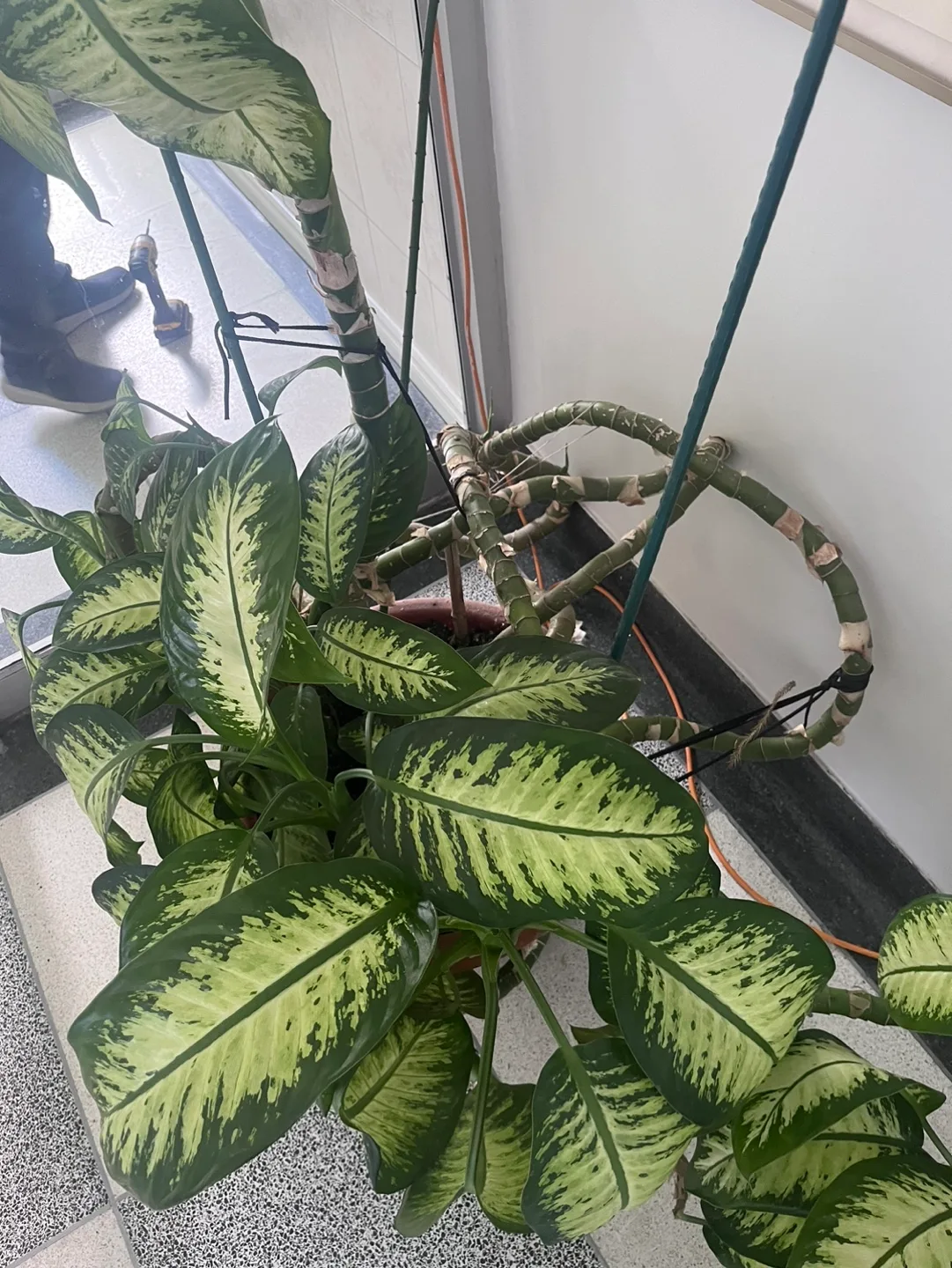 Large Dieffenbachia Plant thumbnail