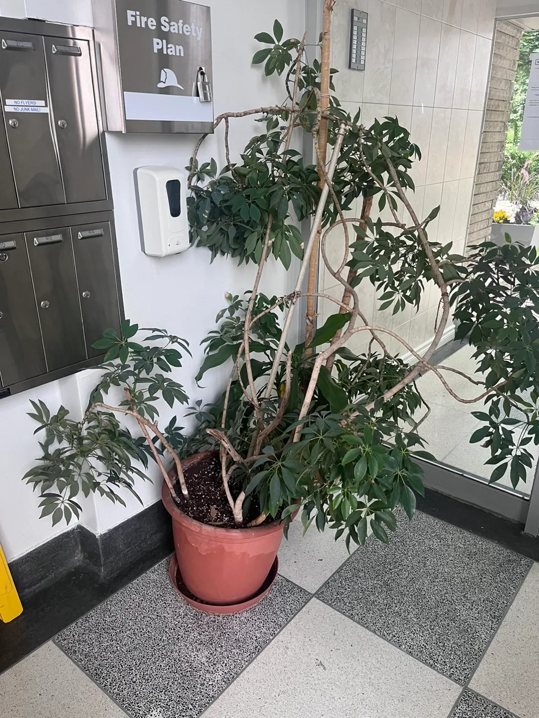 Large Potted Plant thumbnail