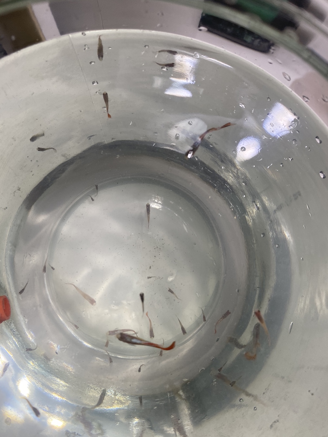 Guppy Fry - photo 2