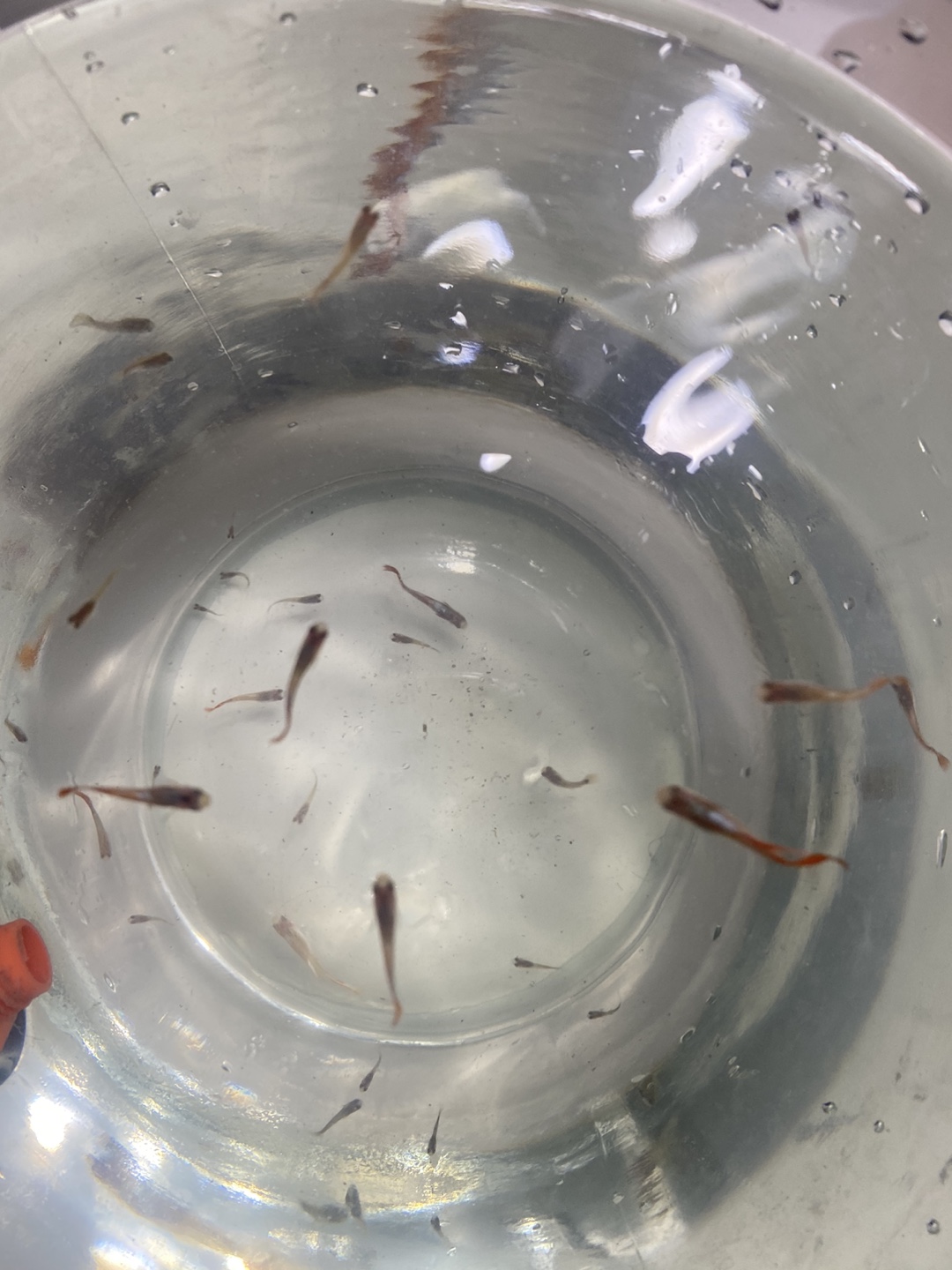 Guppy Fry