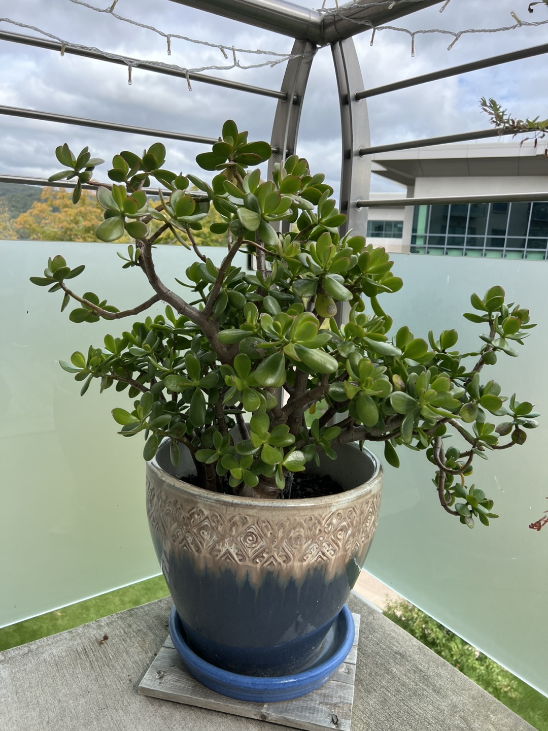 Jade Plant