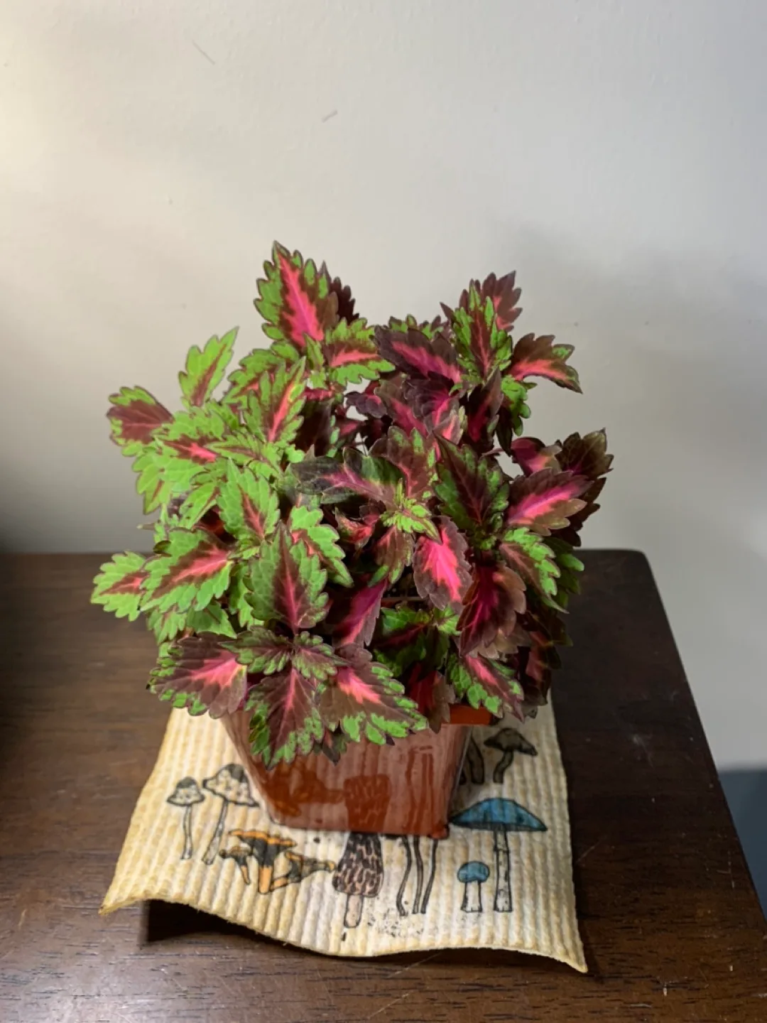 Coleus Plant 🥕 thumbnail