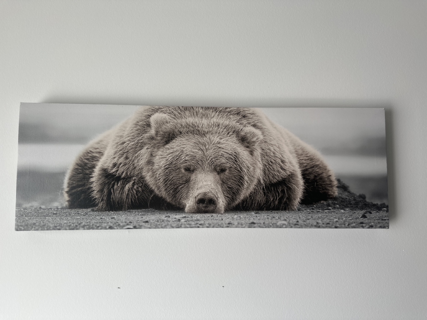 Canvas Print - Bear