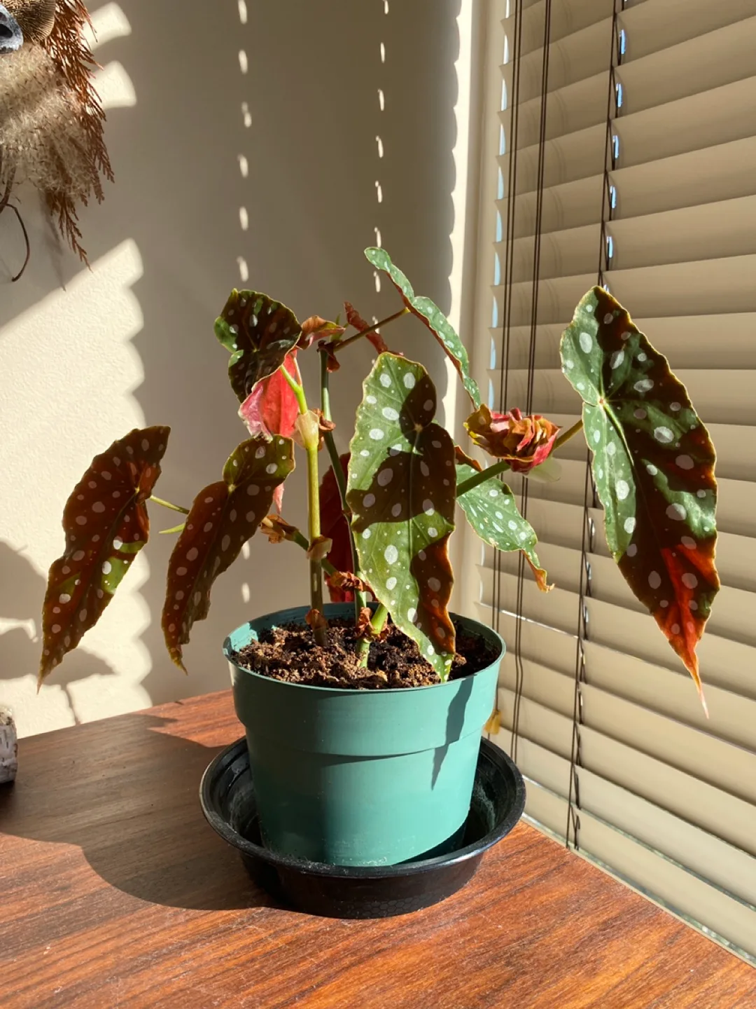 Polka Dot Begonia Plant thumbnail