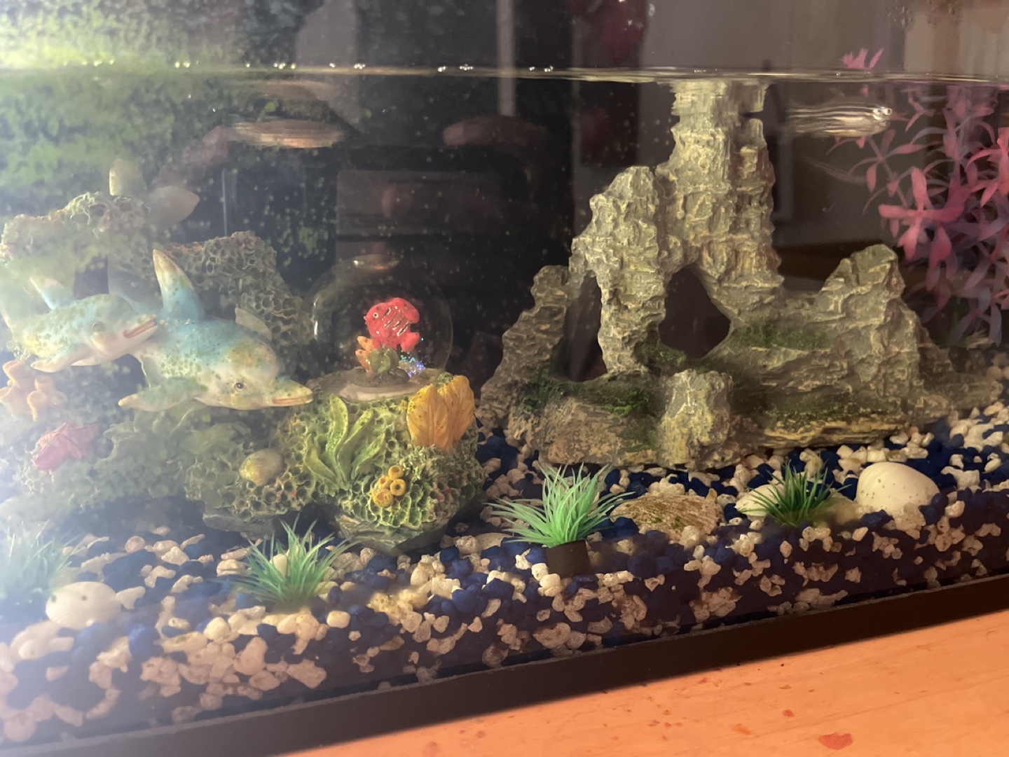 5 gallon Fish Tank with Filter