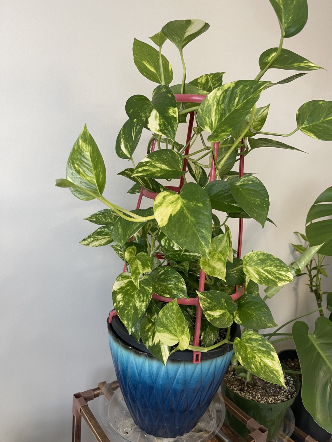 Golden Pothos Plant with Trellis