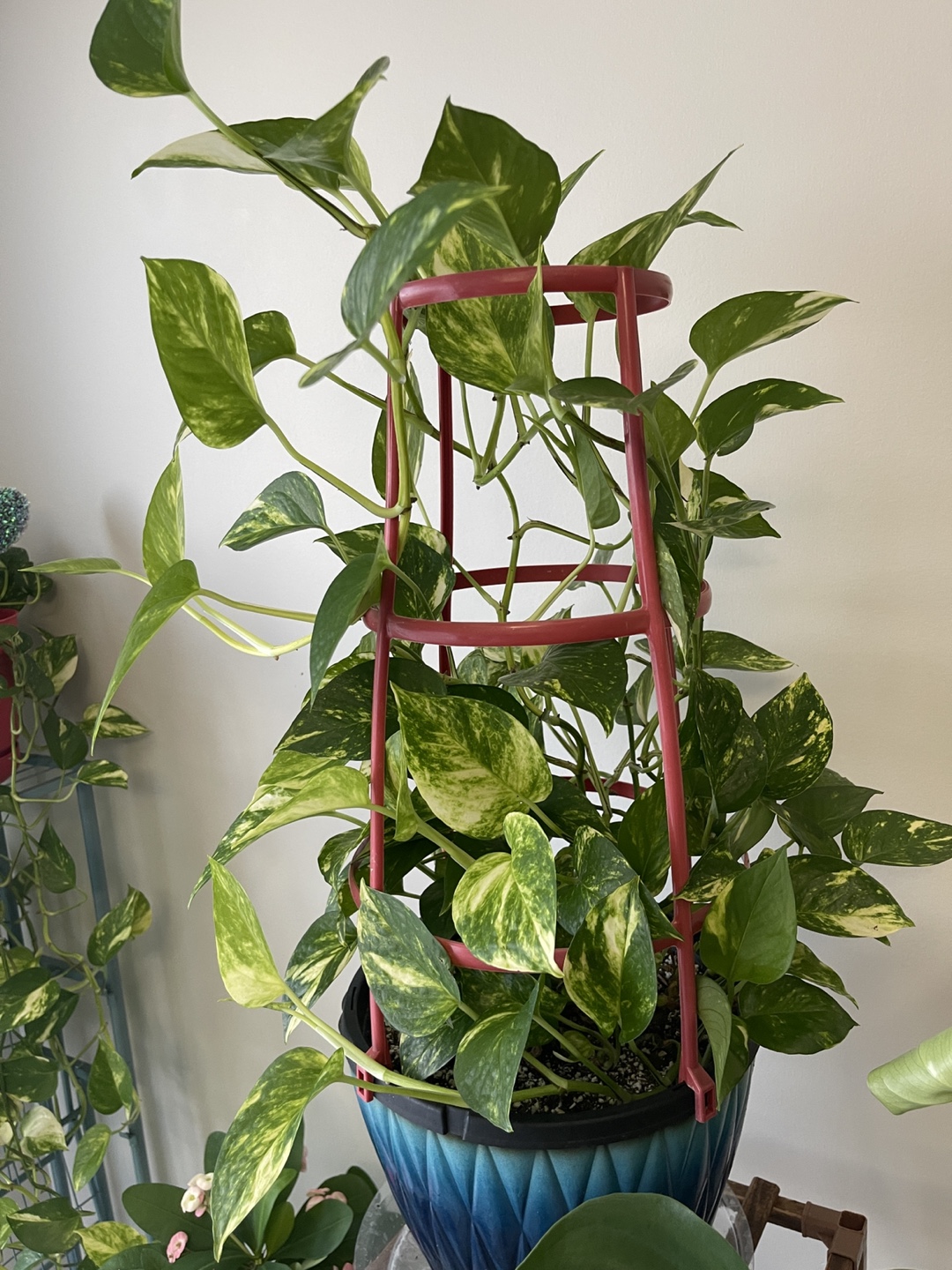 Golden Pothos Plant with Trellis - photo 2