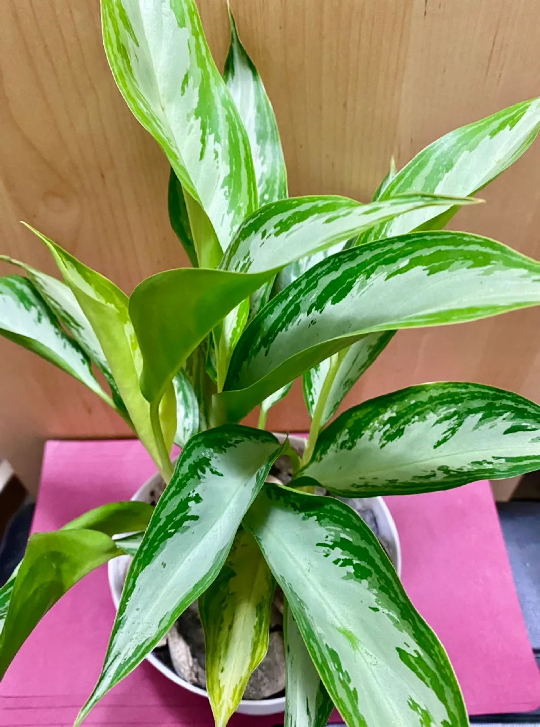 Aglaonema Chinese Evergreen Pothos plant image indicator(4)