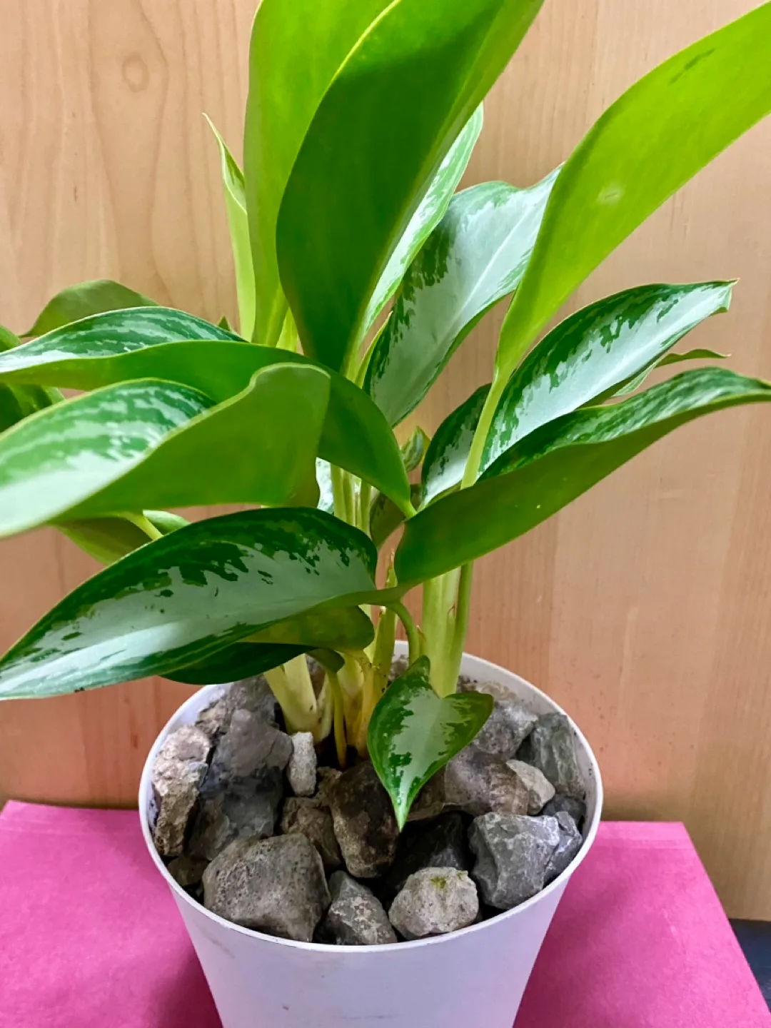 Aglaonema Chinese Evergreen Pothos plant image indicator(3)