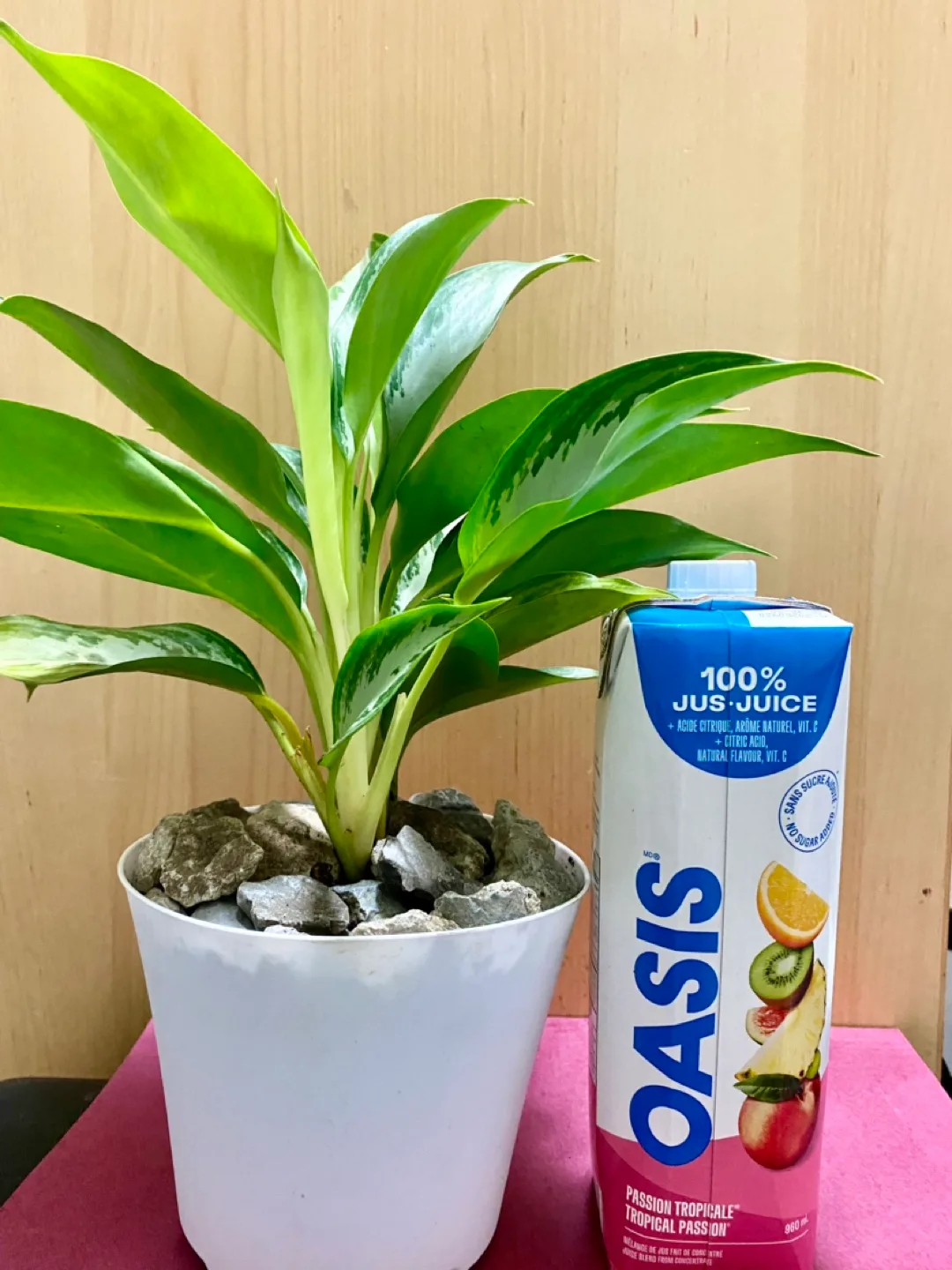 Aglaonema Chinese Evergreen Pothos plant image indicator(2)