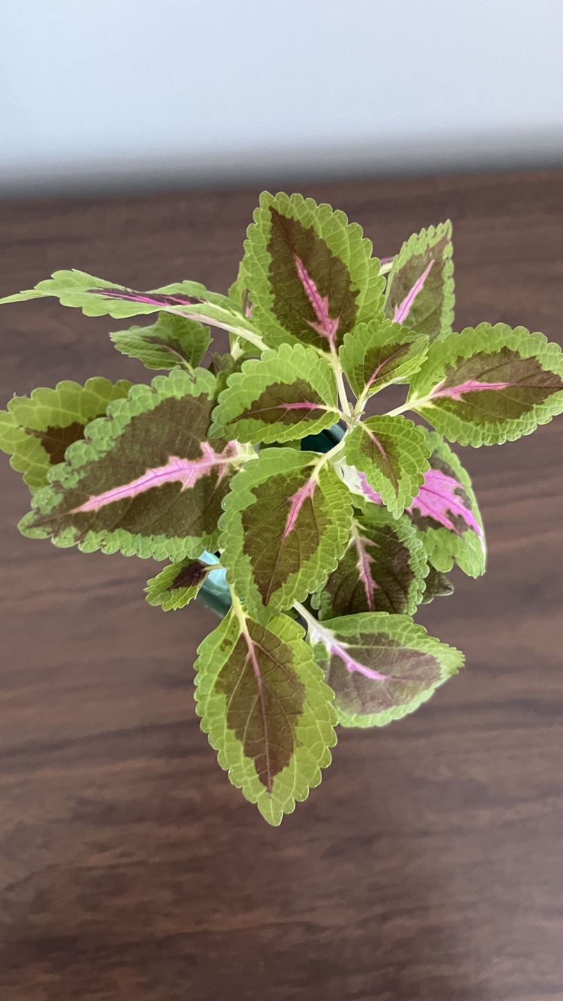 Rooted Coleus Plant