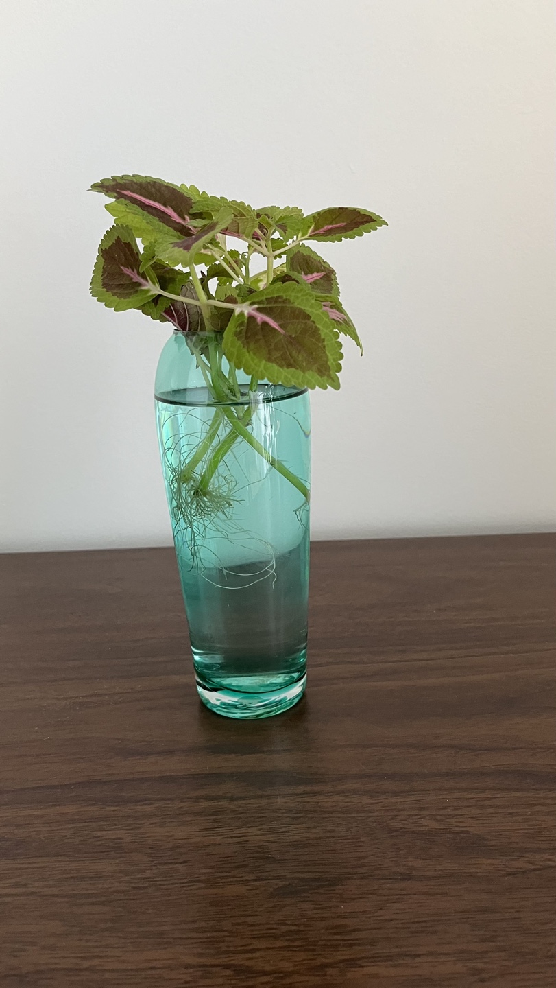 Rooted Coleus Plant - photo 2