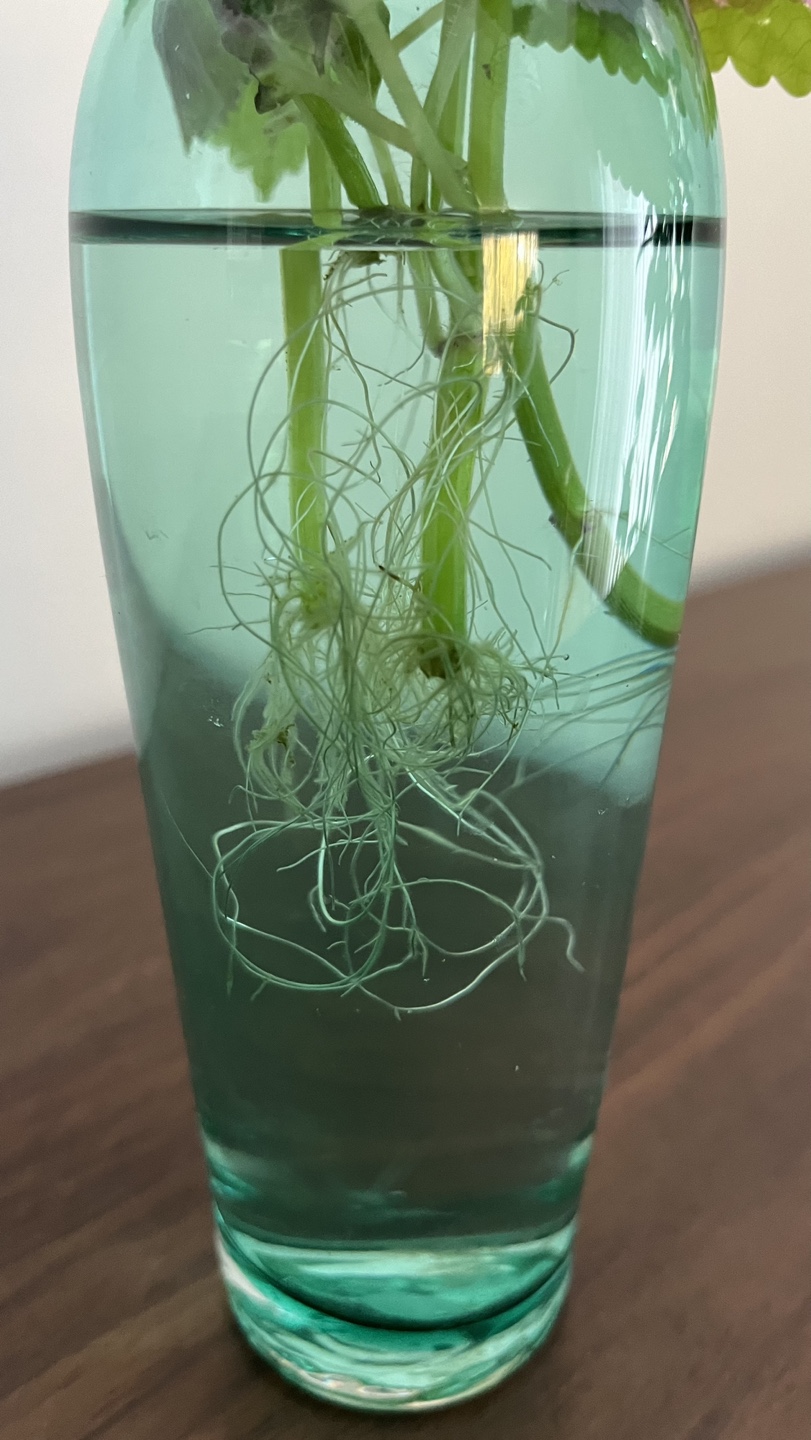 Rooted Coleus Plant - photo 3
