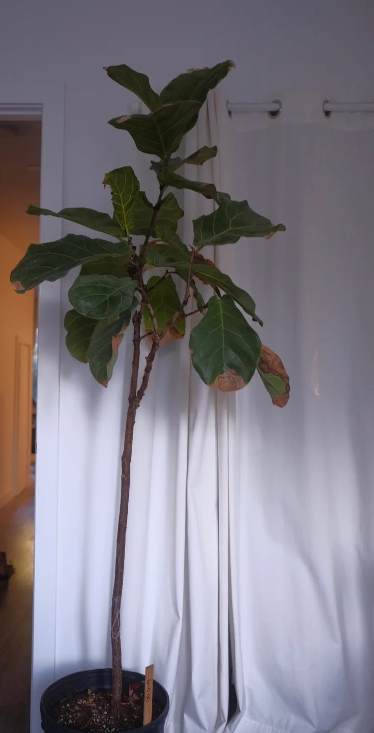 Fiddle Leaf Fig Plant thumbnail