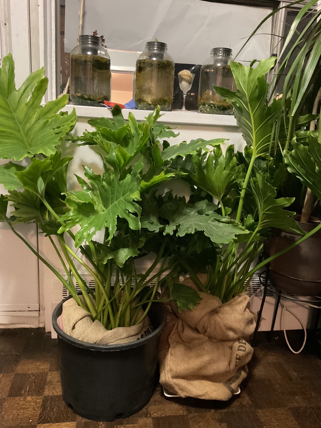 Two large Tree Philodendron plants - photo 3