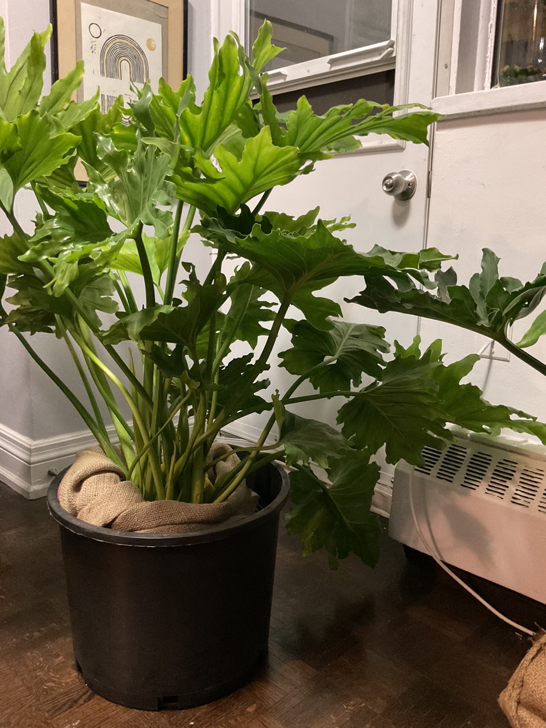 Two large Tree Philodendron plants
